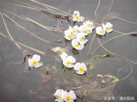 水性楊花意思